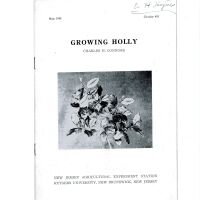 Growing Holly