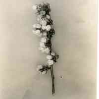 5/13/1915 "Brooks x Sooy"