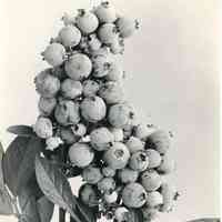 1920 "W20-46 Ralph Blueberries"