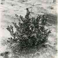 7/27/1915 "Old Field, row 12, plant 7, Birdsall." copy