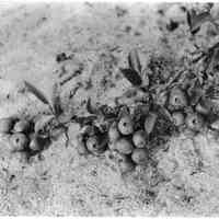 7/2/1918 "About 4/5 natural size"