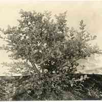 6/30/1913 "North row, first bush, east side"