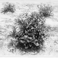 7/7/1915 "Copy of Brooks x Sooy"