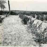 8/2/1917 "Budded July 28, 1917"