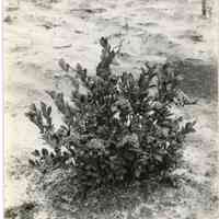 7/27/1915 "Old Field, row 12, plant 7, Birdsall."