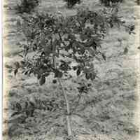          7/17/1918 picture number 1
   