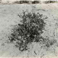          7/18/1918 picture number 1
   
