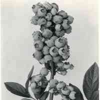 8/3/1917 "Cluster of Sooy x Chatsworth berries"
