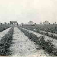 8/2/1917 "4-year-old hybrids"