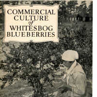 Commerical Culture of Whitesbog Blueberries