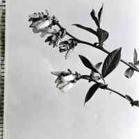 5/6/1920 "Blueberry flowers"