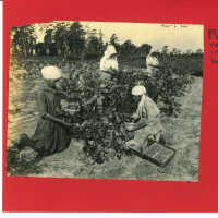 Dark-skinned Women Picking in East Field