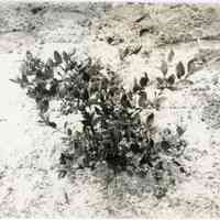 7/29/1914 "Chatsworth"
