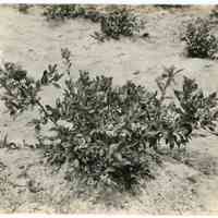 7/18/1916 "Original bush of Pioneer"
