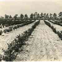 7/3-6/1919 "1191, Union field"