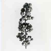 7/29/1914 "Only the 8 berries at the top are ripe"