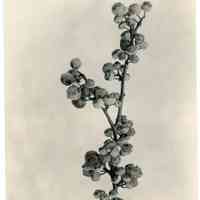 7/20/1917 "Cluster of berries ... Natural size"