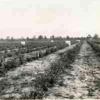 7/20/1917 "Union Field, row C and beyond"