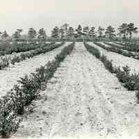 7/3-6/1919 "1191, Union field, 7" copy
