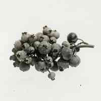 7/29/1914 "Largest Haines berry"