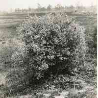 5/13/1915 "Wild Bush near the Old Bog Copy"