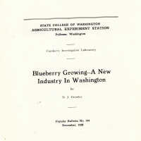 Blueberry Growing: A New Industry For Washington