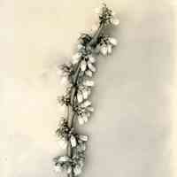 5/12/1915 "Sooy branch"