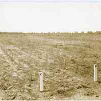 7/9/1914 "Plantation and Washington Hybrid"