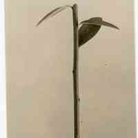 10/25/1911 "Cutting made Sept. 15, 1911 ... With letter Dec 20, 1911."