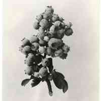          7/18/1918 picture number 1
   
