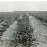 7/6/1919 "1207, 26" copy