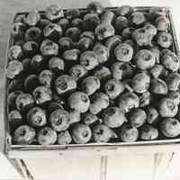 7/29/1914 "Selected Rube Leek berries"