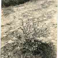 5/12/1915 "One of the first plants raised by E.C.W. from a cutting."