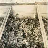 7/27/1915 "Blueberry plants in process of propagation from root cuttings. George cuttings"
