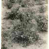 7/19/1916 "Washington Field"