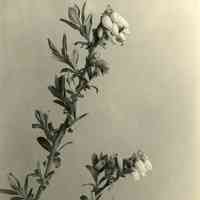 5/15/1920 "Blueberry Blossoms"