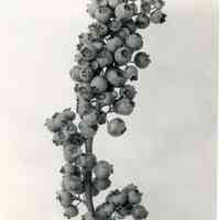 8/3/1917 "Part of a 16-inch cluster of Sooy x Chatsworth berries"