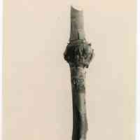 10/8/1915 "Ringed Blueberry Stem which has healed over the ring and as a consequence no roots have formed."