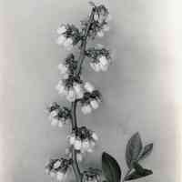 5/13/1915 "Brooks x Sooy"