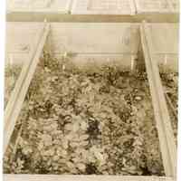 7/27/1915 "Blueberry plants in process of propagation" copy with measurements on back.