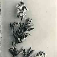 5/17/1920 "Blueberry blossoms"