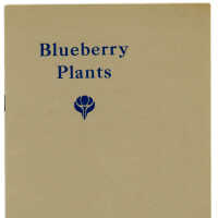 Blueberry Plants