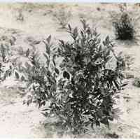 7/18/1916 ""Harding" from an old root planted spring of 1913."