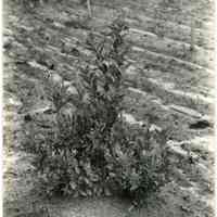 7/29/1914 "The berries do not represent the crop as the first had already been picked."