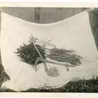 11/1916 Collection of branches and saws on a sheet, held up by 2 unknown people.
