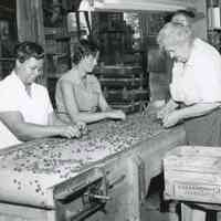 Three women sorting blueberries