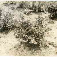 7/18/1916 "Washington Field"