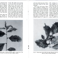          Insect Pests of Holly picture number 9
   