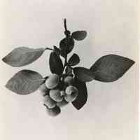          7/17/1918 picture number 1
   