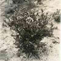 7/27/1915 "Old Field, row 31, plant 14, Rubel."